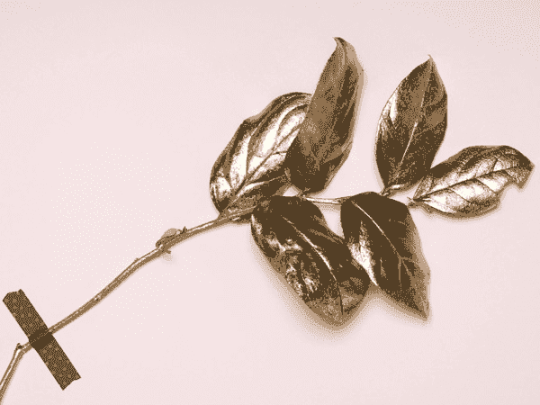 企业正版授权的云呼电话测压网页版